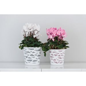 Ghiveci Bicolor 13cm Plastic pentru Plante Stylish - Design Elegant si Durabilitate pentru Acasa - imagine 3