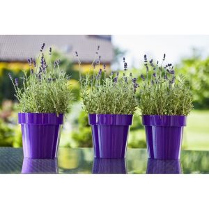 Ghiveci Classic 22cm Plastic Visiniu pentru Plante - Elegant si Durabil pentru Decorul Interior si Exterior - imagine 3